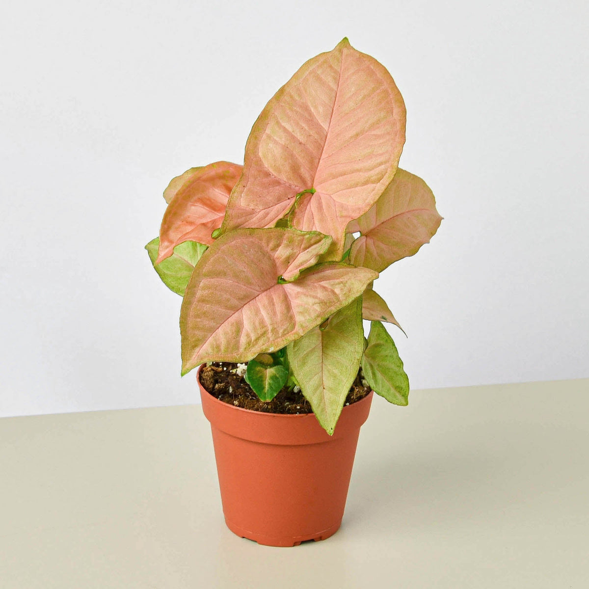 Syngonium 'Strawberry' - BetterGrow Hydro
