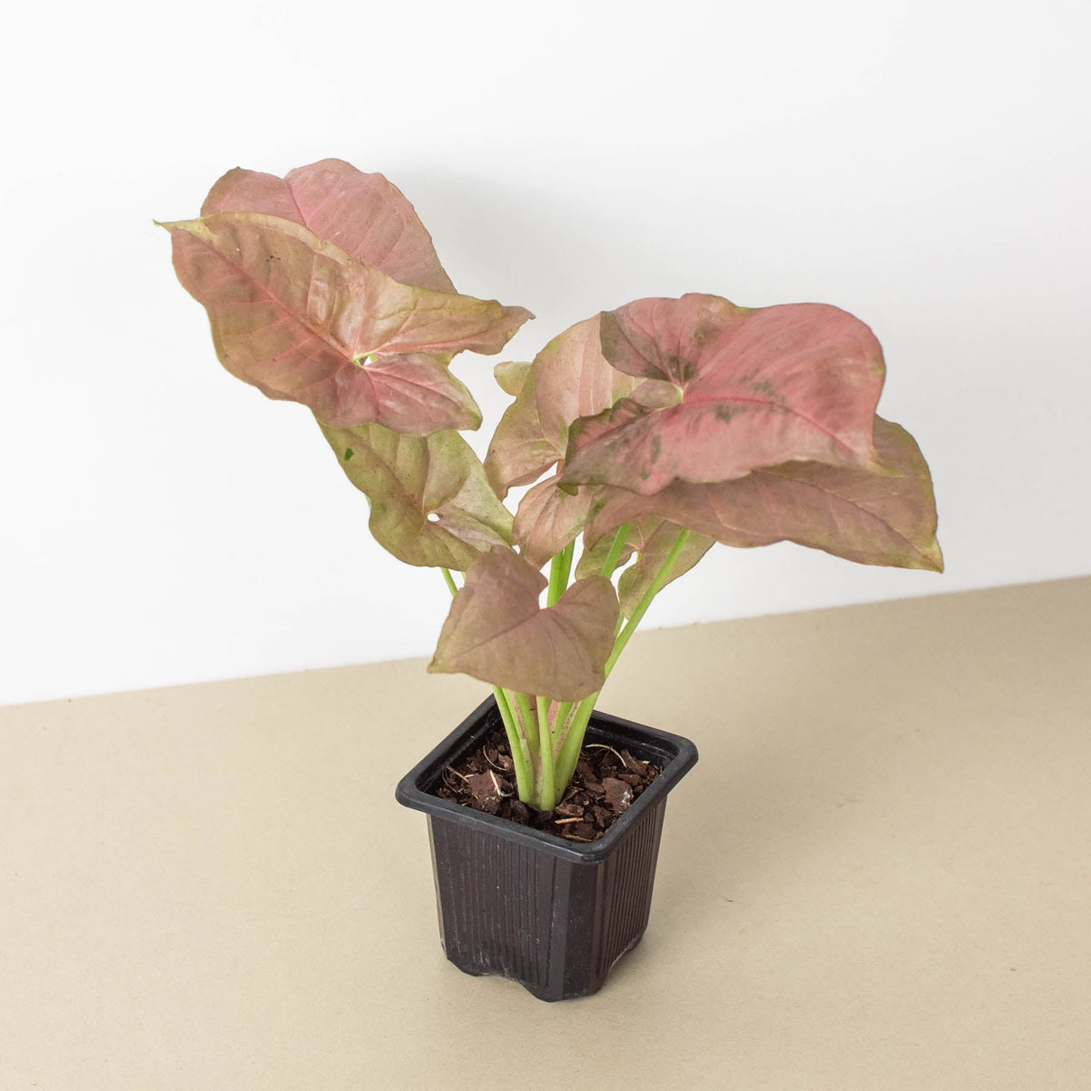 Syngonium 'Strawberry' - BetterGrow Hydro