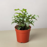 Syngonium 'Three Kings' - BetterGrow Hydro