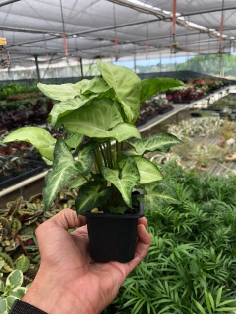Syngonium 'White Butterfly' - BetterGrow Hydro