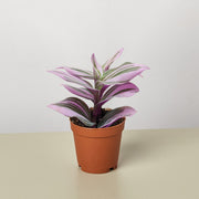 Tradescantia 'Nanouk' - BetterGrow Hydro