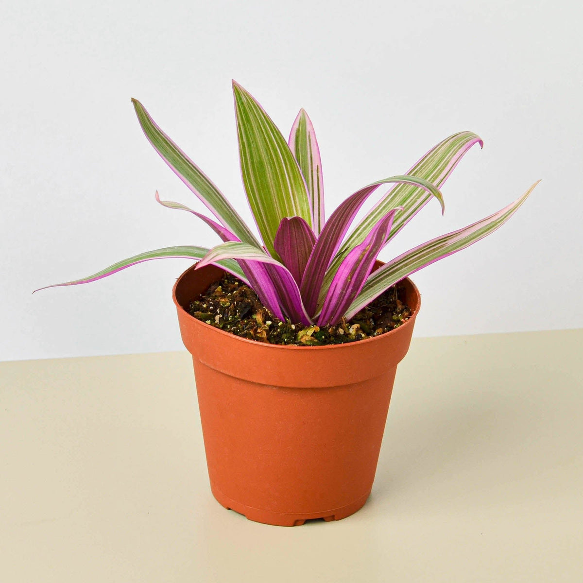 Tradescantia 'Oyster Plant' - BetterGrow Hydro