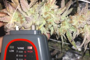 Triminator Moisture Meter - BetterGrow Hydro