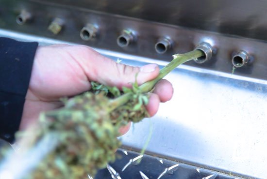 Trimworkz Ultimate Bud Bucker Machine - BetterGrow Hydro