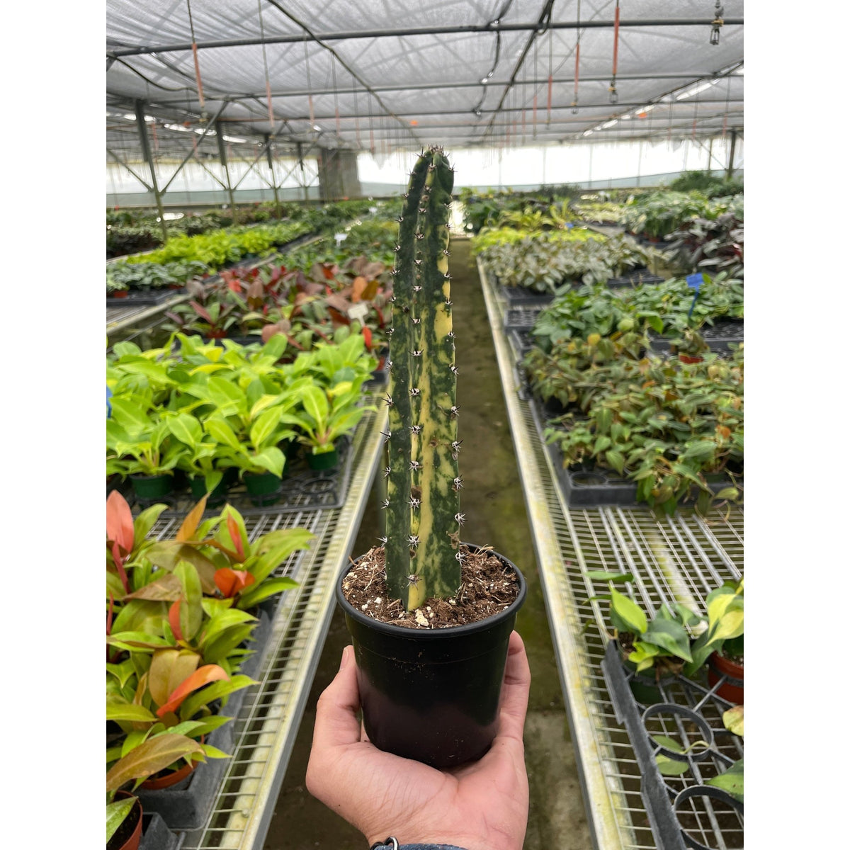 Variegated Blue Candle Cactus - BetterGrow Hydro