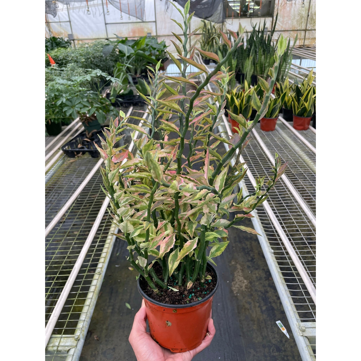 Variegated Devil's Backbone Euphorbia - BetterGrow Hydro