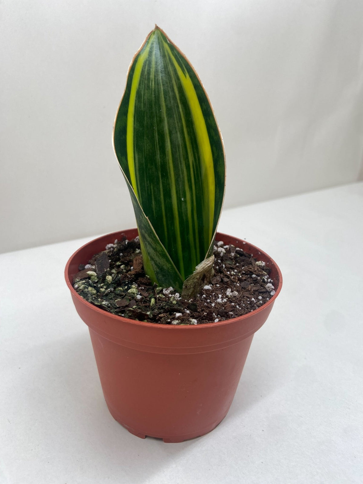 Variegated Shark Fin Snake Plant - BetterGrow Hydro