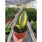 Variegated Shark Fin Snake Plant - BetterGrow Hydro