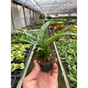 Variegated Spathiphyllum 'Domino' - BetterGrow Hydro