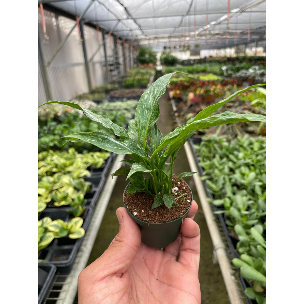 Variegated Spathiphyllum 'Domino' - BetterGrow Hydro
