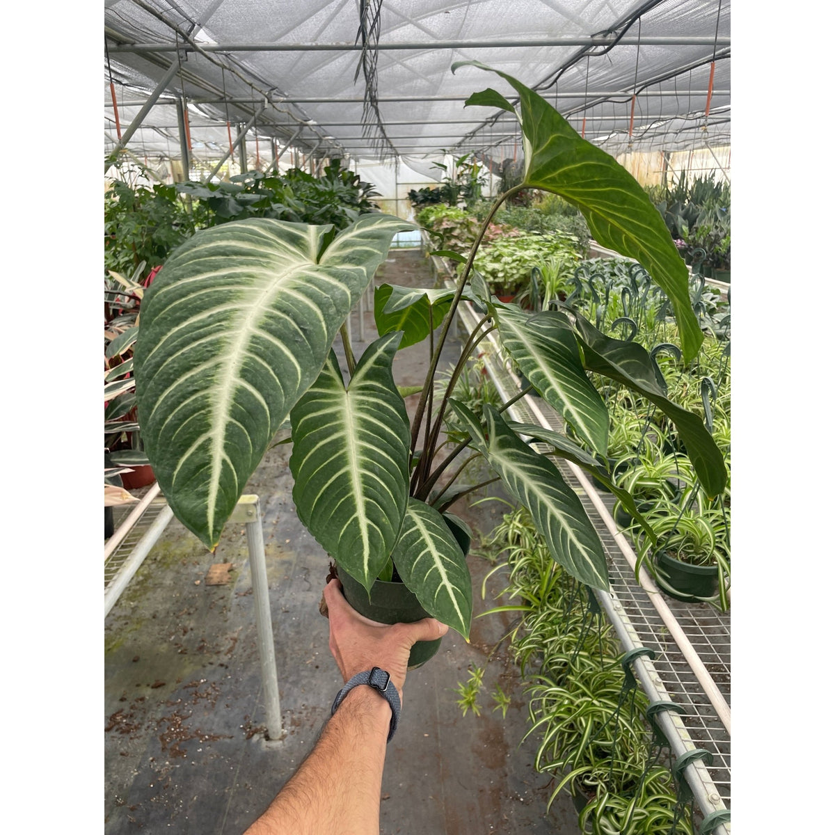 Xanthosoma 'Lendenii' - BetterGrow Hydro