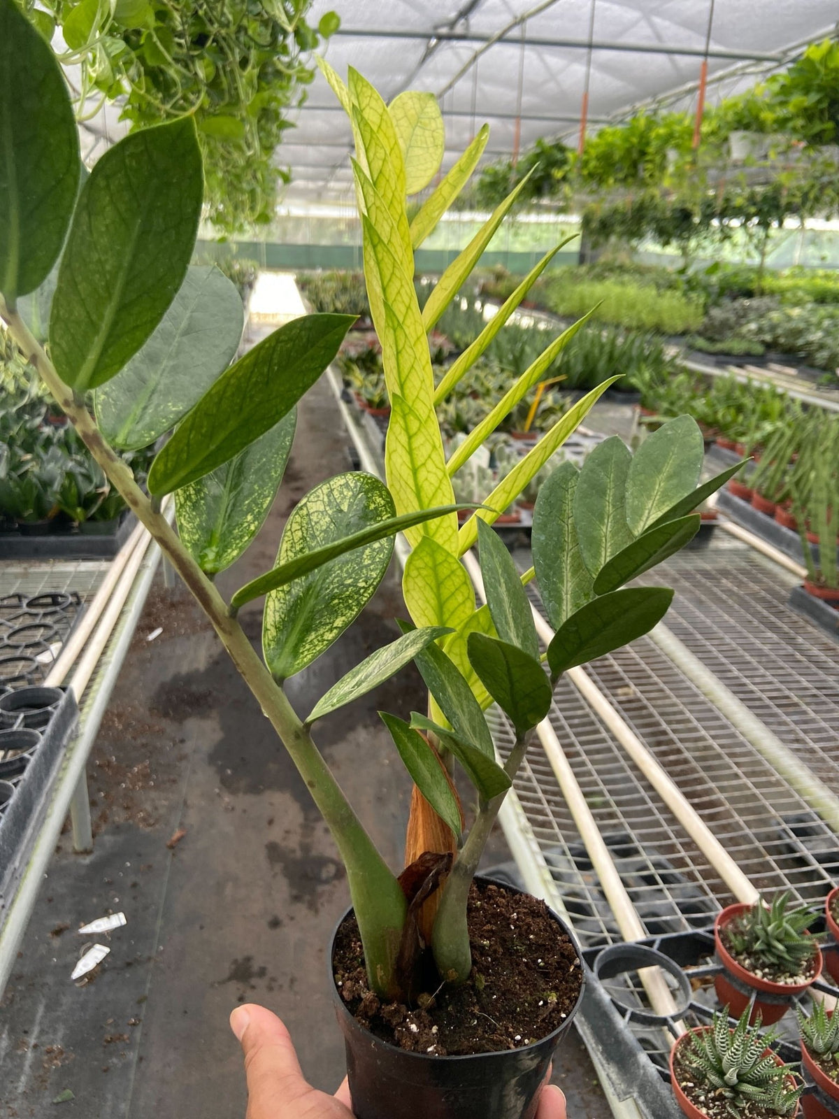 Zamioculcas 'Chameleon' - BetterGrow Hydro