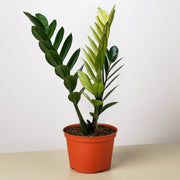 Zamioculcas 'Chameleon' - BetterGrow Hydro