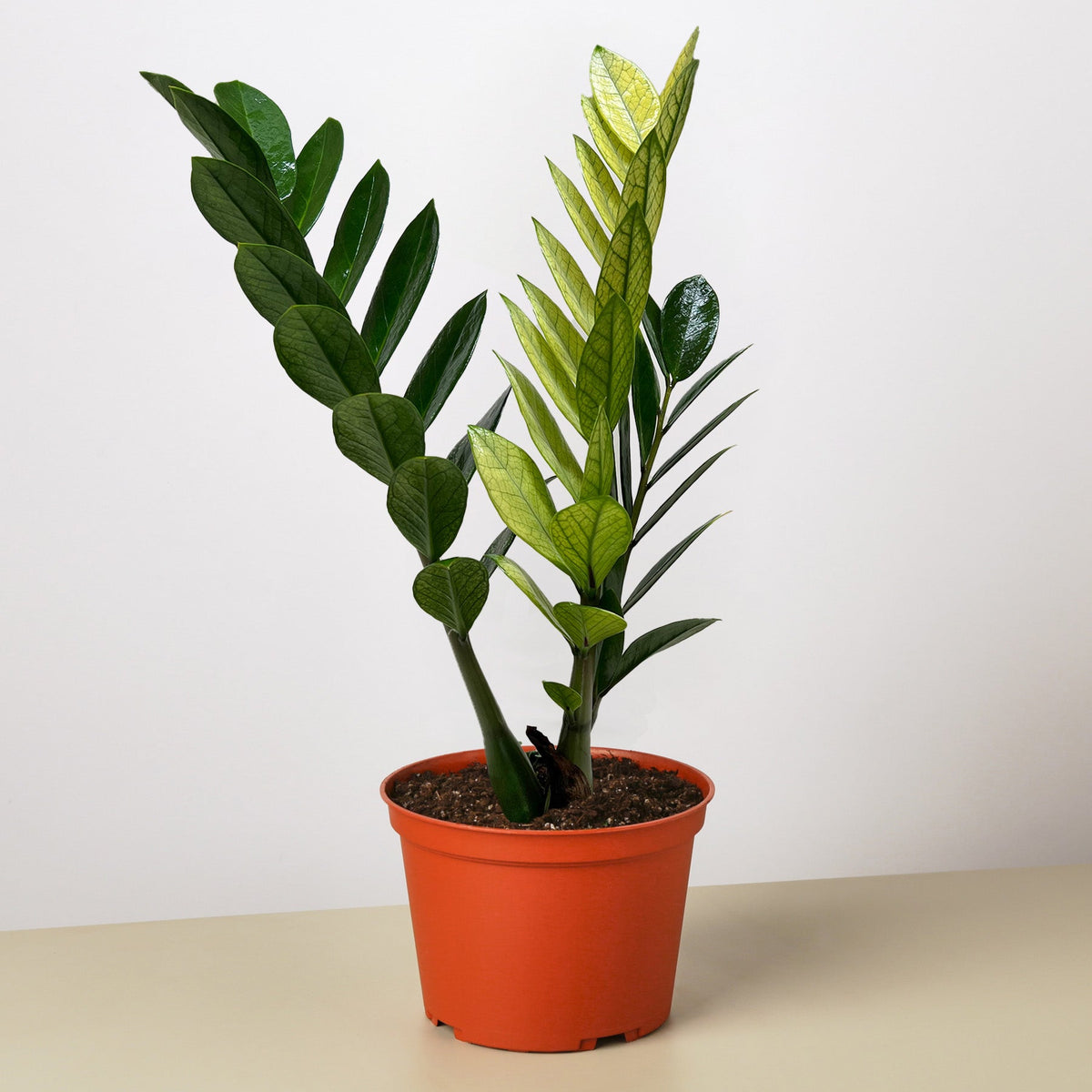 Zamioculcas 'Chameleon' - BetterGrow Hydro