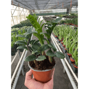 Zamioculcas zamiifolia 'Zenzi' - BetterGrow Hydro