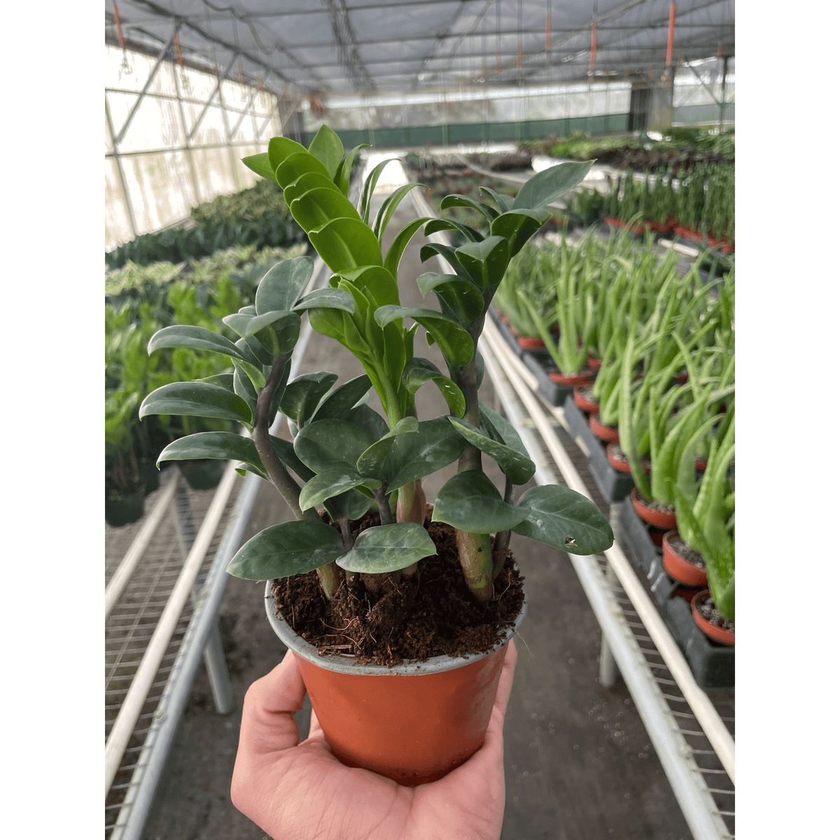 Zamioculcas zamiifolia 'Zenzi' - BetterGrow Hydro