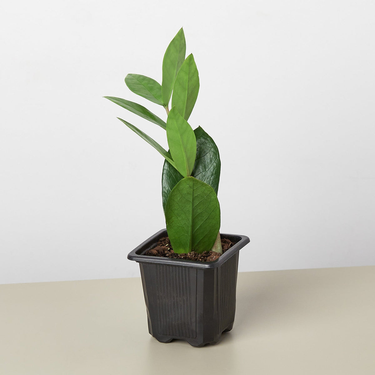 Zamioculcas Zamiifolia 'ZZ' - BetterGrow Hydro