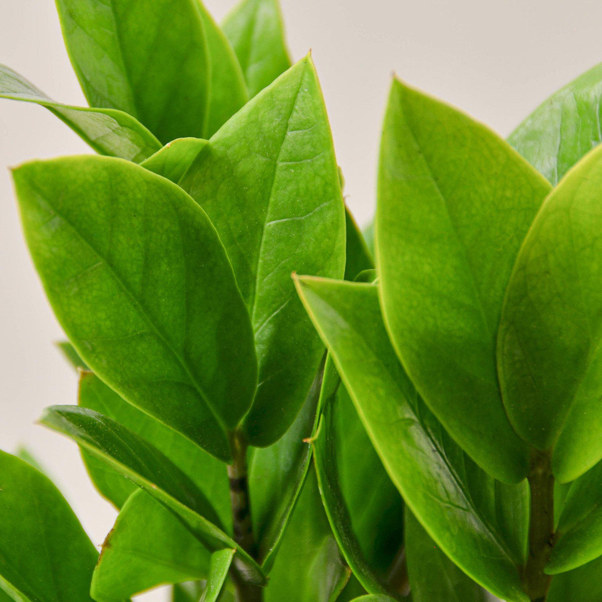 Zamioculcas Zamiifolia 'ZZ' - BetterGrow Hydro