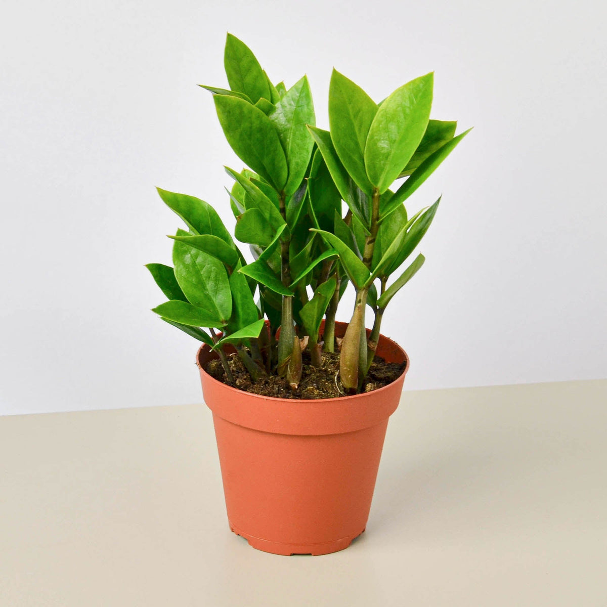 Zamioculcas Zamiifolia 'ZZ' - BetterGrow Hydro