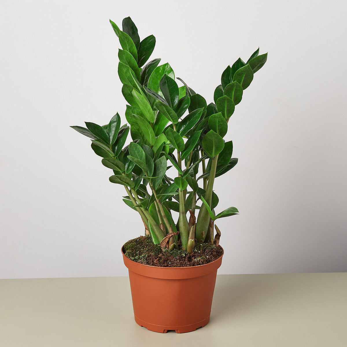 Zamioculcas Zamiifolia 'ZZ' - BetterGrow Hydro