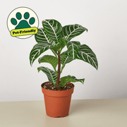Zebra 'Aphelandra' - BetterGrow Hydro