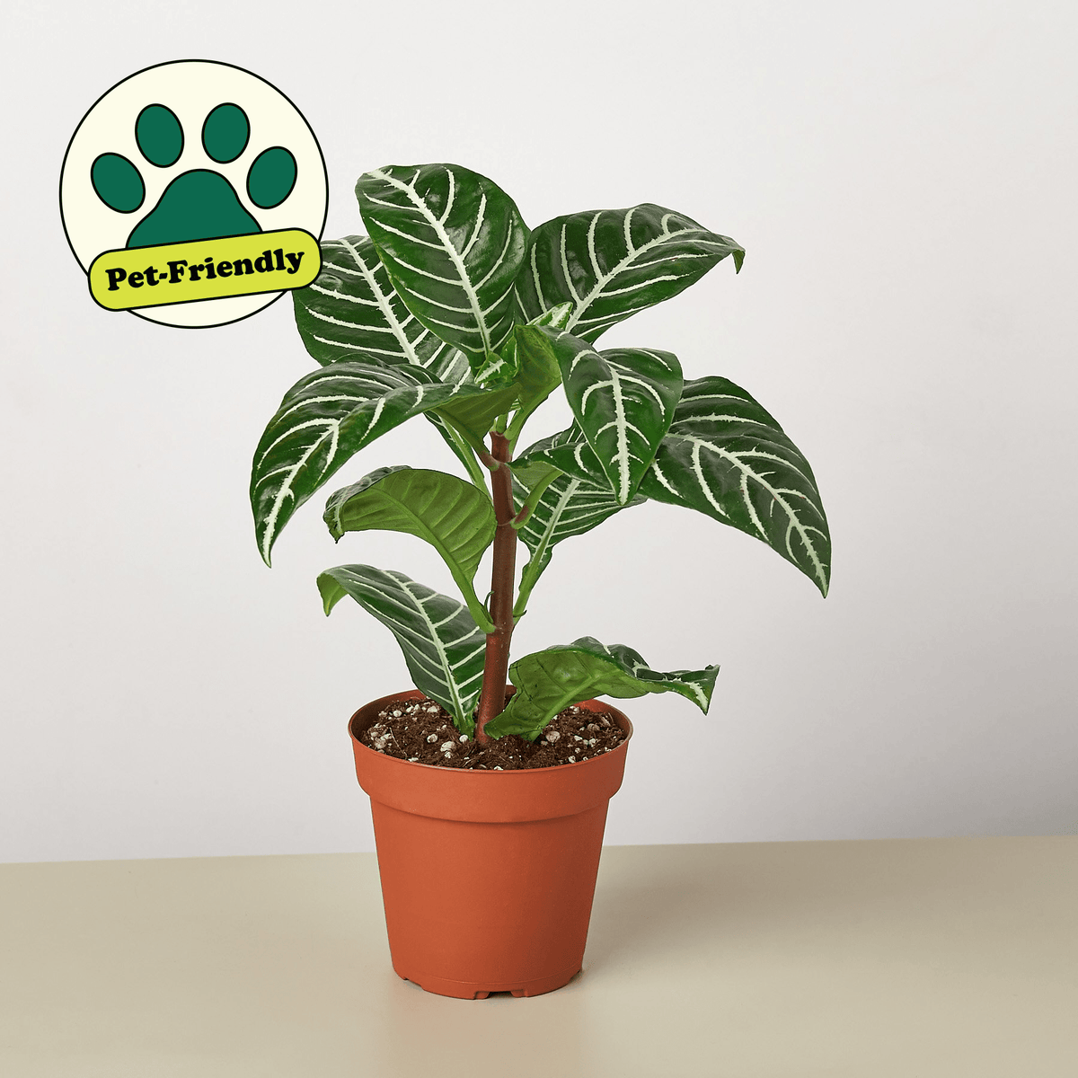 Zebra 'Aphelandra' - BetterGrow Hydro