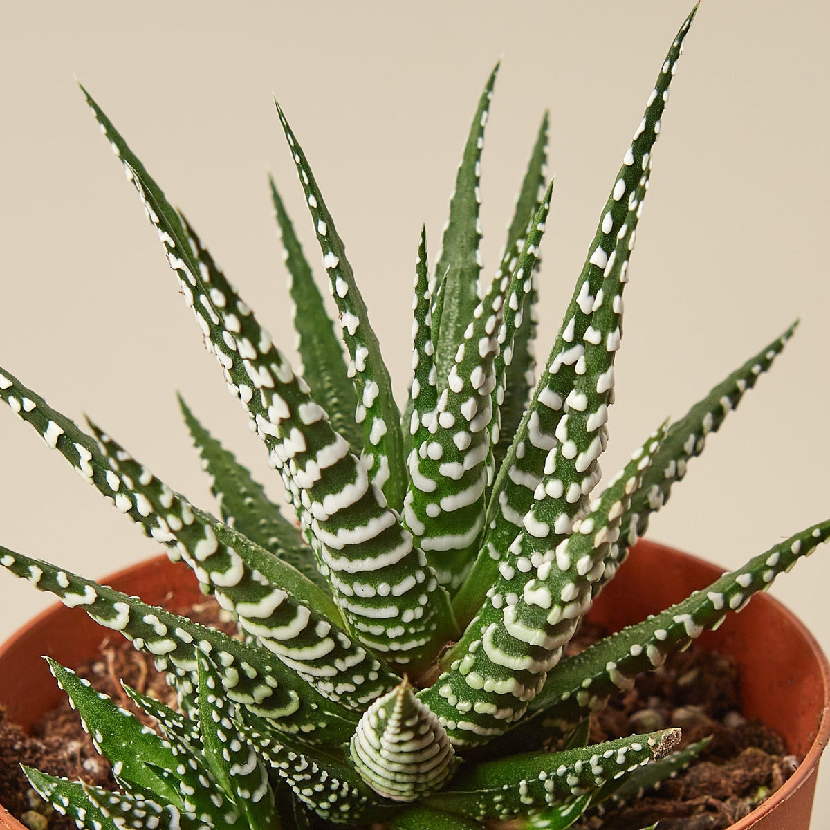 Zebra Succulent - BetterGrow Hydro