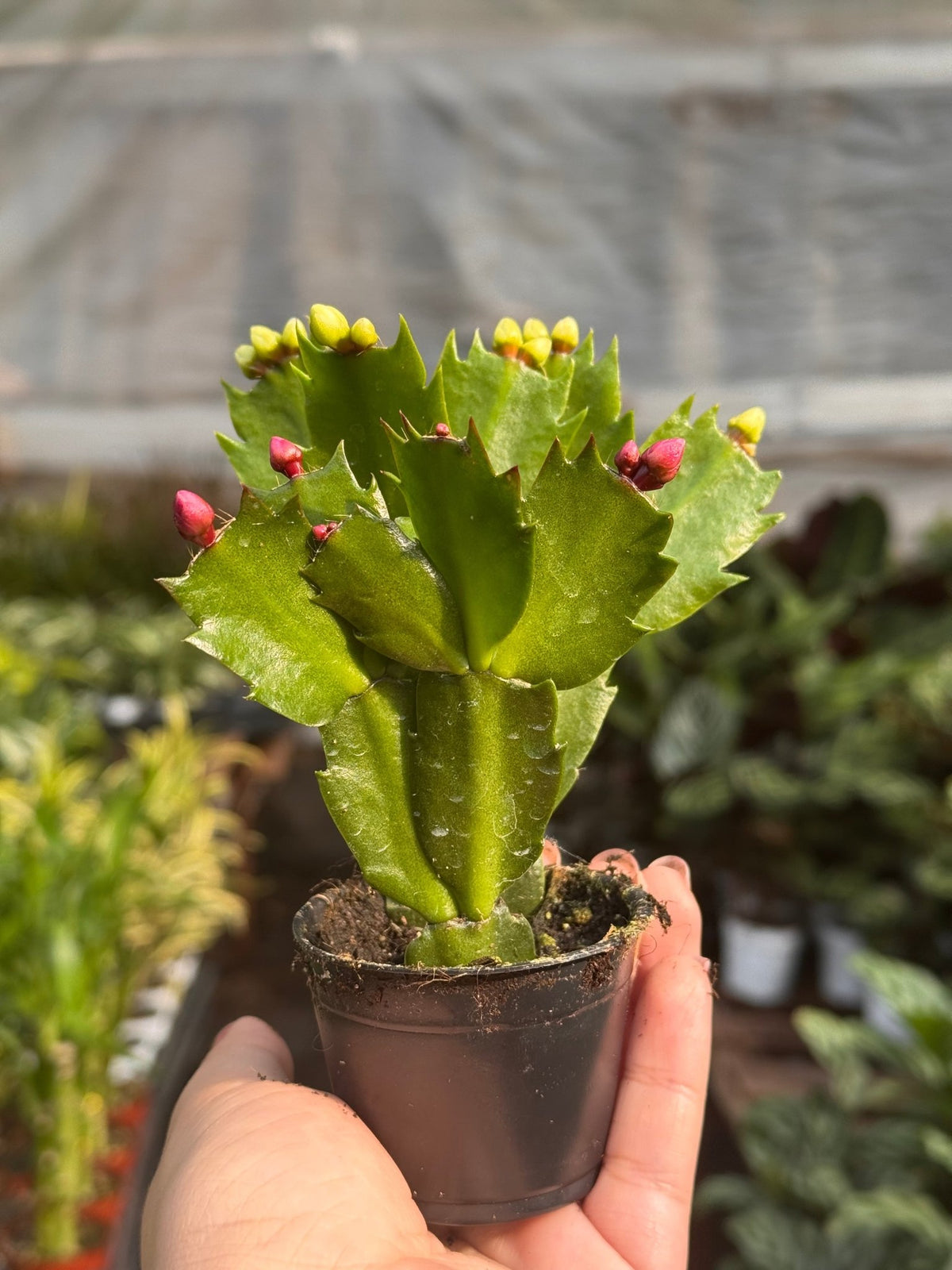 Zygocactus 'Christmas Cactus' - BetterGrow Hydro