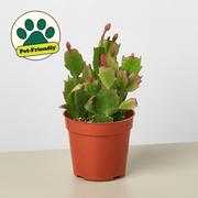 Zygocactus 'Christmas Cactus' - BetterGrow Hydro