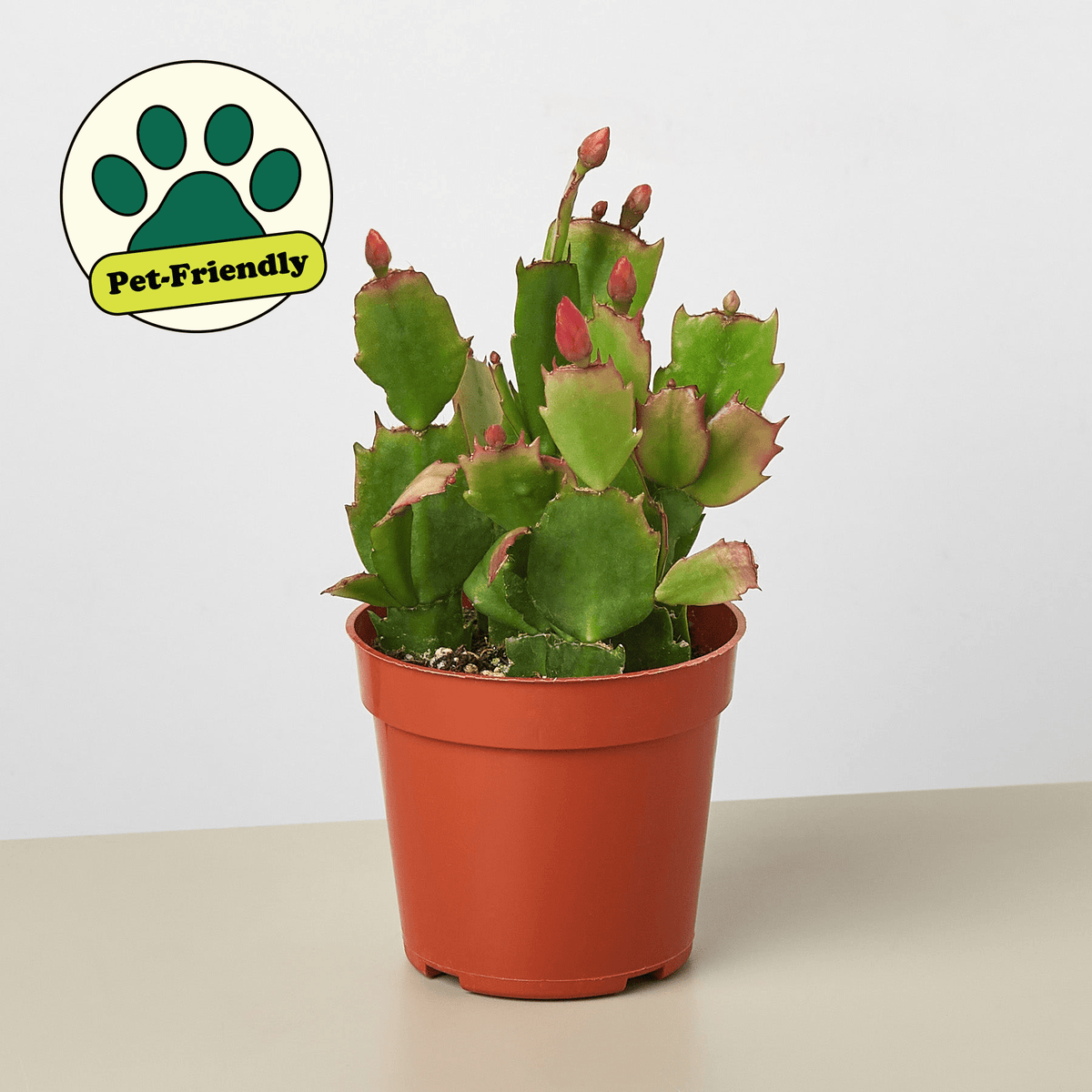 Zygocactus 'Christmas Cactus' - BetterGrow Hydro
