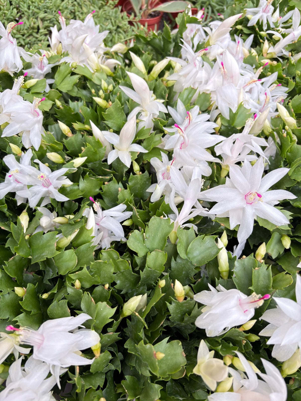 Zygocactus 'Christmas Cactus' - BetterGrow Hydro