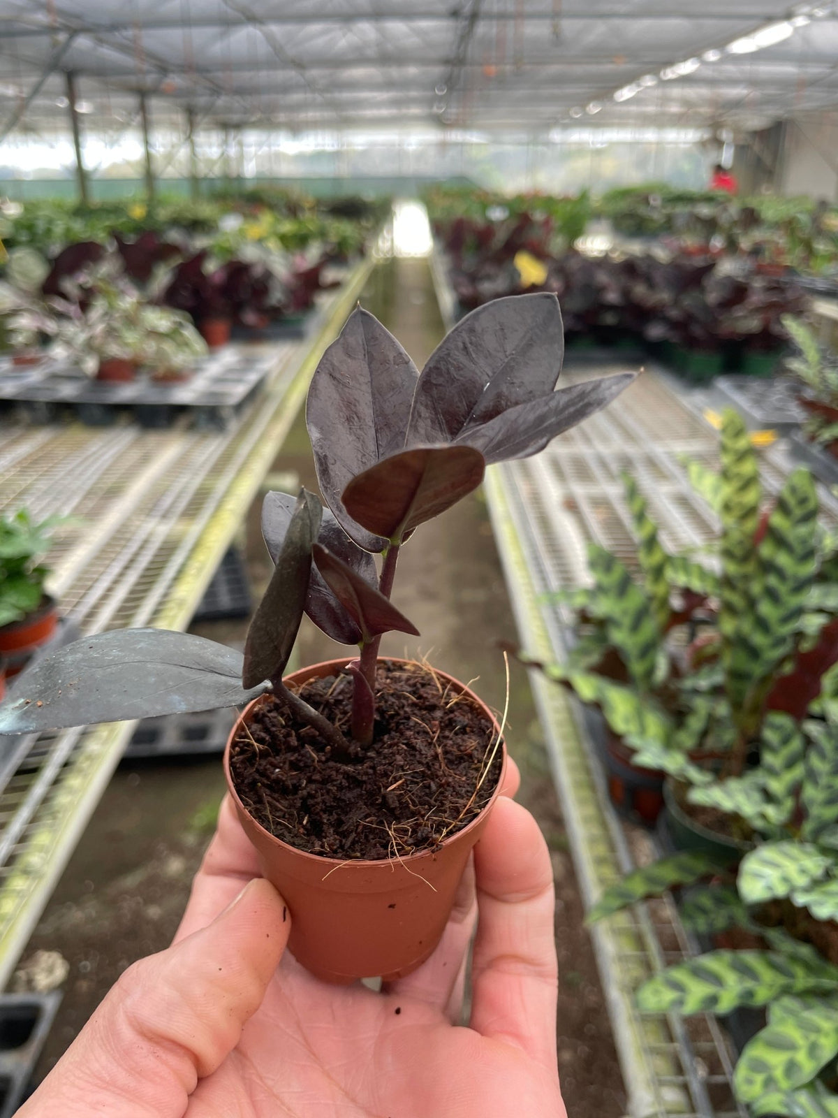 ZZ Zamioculcas 'Black Queen' - BetterGrow Hydro