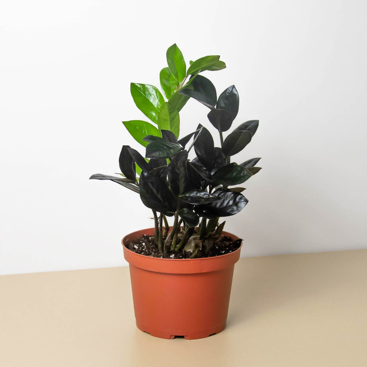 ZZ Zamioculcas 'Black Queen' - BetterGrow Hydro