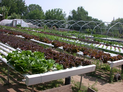 Living Lettuce Hydroponic Farm